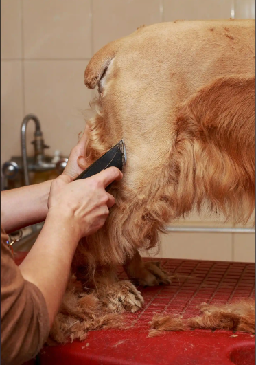广元市宠物美容冠军导师宠物剪毛 - 推荐